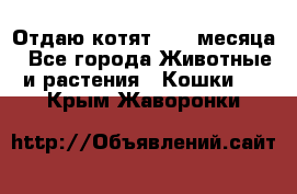 Отдаю котят. 1,5 месяца - Все города Животные и растения » Кошки   . Крым,Жаворонки